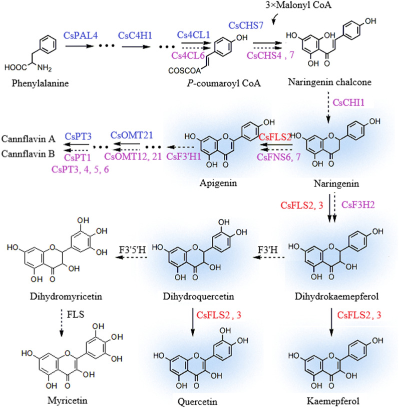 Proposed model of flavonoid metabolism in C. sativa. Naringenin (Nar) is converted to dihydrokaempferol (DHK) and keamepferol (K) by CsFLS 2 and 3. Meanwhile, Nar is catalyzed to apigenin (Api) by CsFLS2. CsFLS2 and 3 convert dihydroflavonols to flavonols. Genes highlighted in red are verified in this study. Genes in purple mean that these genes are predicted to exert catalytic action during the steps in this study. Genes marked in blue have been identified in previous studies. Dashed lines represent genes have not yet identified via enzymatic reaction