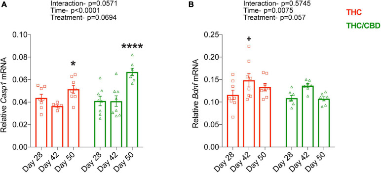 Time-course of THC- and THC/CBD-induced gene expression. (A,B) Time dependent changes in Casp1 and Bdnf expression in THC- and THC/CBD groups in the hippocampus of old mice. A significant time-dependent but not treatment specific changes in the expression of Casp1 and Bdnf were observed in both THC- and THC/CBD-groups. (A) Casp1 expression moderately and substantially increased in THC-and THC/CBD-groups, respectively at day 50. (B) Whereas, Bdnf expression significantly increased at day 42 in THC-group but not in THC/CBD-group (n = 6–8 mice per group). Data represented as meam ± SEM, *p < 0.05 (difference between days 42 and 50 of THC-group), ****p < 0.0001 (difference between day 28/day 42, and day 50 of THC/CBD-group), +p < 0.05 (difference between days 28 and 42 of THC-group); 2-way ANOVA with Sidak’s multiple comparison test.