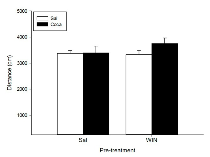 Effect of WIN 55212-2 administration during adolescence on locomotor activity after cocaine withdrawal in adulthood. Over post-natal day (PND) 34–47 (adolescence), mice (n = 10 per group) were pre-treated with physiological saline (Sal) or WIN 55212-2 (WIN 0.5 mg/kg given once daily). In adulthood (21 days later) they were treated with Sal or cocaine (Coca) in three daily injections separated by a 60-min interval according to the ensuing regime: 5 mg/kg on PND 68 and 69, 15 mg/kg from PND 70 to 72, a two-day abstinence period, and 25 mg/kg from PND 75 to 79. Animals were tested on PND 80. Bars depict mean ± standard error mean (SEM) locomotor activity (distance travelled in cm/10 min) for all drug treatment groups.