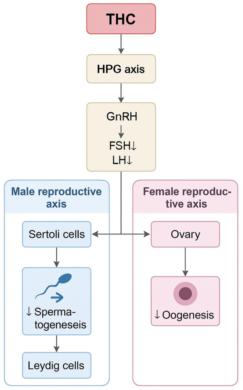 Schematic representation of the mechanisms by which tetrahydrocannabinol (THC) disrupts the hypothalamic-pituitary-gonadal (HPG) axis, leading to altered levels of gonadotropin-releasing hormone (GnRH), follicle-stimulating hormone (FSH), and luteinizing hormone (LH). These changes impair the function of Sertoli and Leydig cells in males—leading to reduced spermatogenesis—and disrupt follicular development and oogenesis in females. The diagram delineates the male and female reproductive axes in response to THC exposure. ↓—decrease.