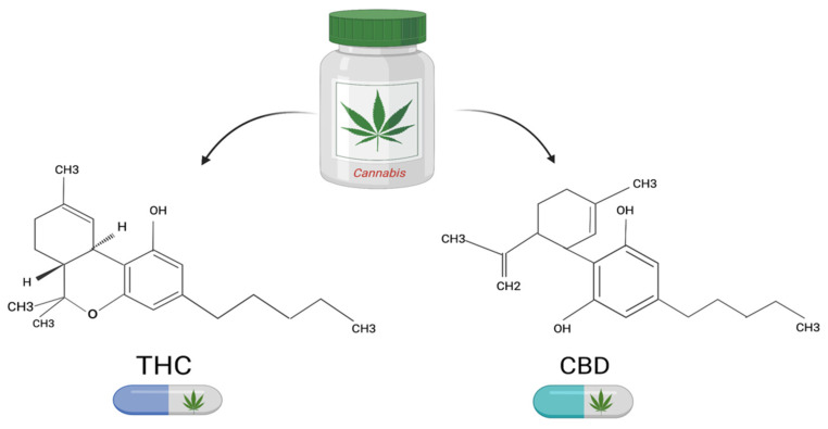 The main constituents of Cannabis sp. and their molecular formulas.