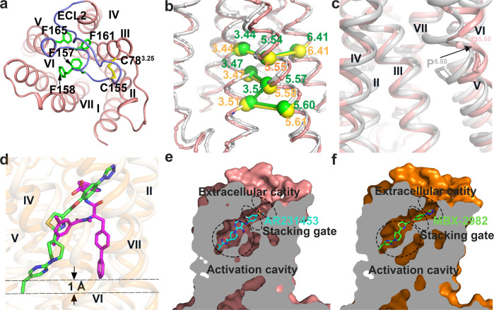 Unique structure features and binding pocket.a The second extracellular loop (ECL2) of GPR119 in an extracellular view. ECL2 is colored blue. The phenylalanines and disulfide bonds are shown as green and yellow sticks, respectively. b GPR119 displays a noncanonical consensus scaffold of non-covalent contacts in contrast to that of canonical class A GPCRs. GPR119 (pink, this study) and β2AR (gray, PDB ID: 3SN6) are superimposed with the Cαs of the 5 non-conserved inter-TM contacts shown as yellow and green spheres, linked by sticks, respectively. c The one-amino acid shift of the conserved Pro1765.50 results in an outward bulge of TM5. GPR119 (pink, this study) and β2AR (gray, PDB ID: 3SN6) are superimposed with Pro5.50 shown as stick. The black arrow shows the one-amino acid shift of the conserved Pro5.50. d Ligand binding pocket comparison between MBX-2982-GPR119 (this study) and IRL2500-ETBR (PDB ID:6k1q). GPR119, MBX-2982, ETBR, and IRL2500 are colored orange, green, light yellow, and magenta, respectively. e, f Cutaway view showing AR231453 (cyan) in the ligand binding pocket of GPR119 (pink) (e) and MBX-2982 (green) in that of GPR119 (orange) (f). The three functional compartments, an activation cavity, a stacking gate, and an extracellular cavity are indicated.
