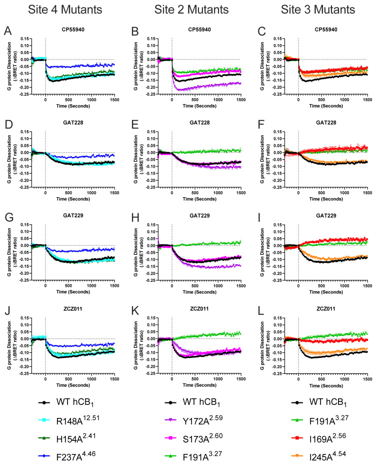 Gαi3 protein dissociation by 10 μM cannabinoid ligands in HEK293 cells transiently transfected with WT hCB1 or mutant receptor. Kinetic traces comparing Gαi3 protein dissociation by cannabinoid ligands at WT hCB1 (black curves) to Site 4 mutants (putative GAT228 binding site; (A,D,G,J)), Site 2 mutants (putative GAT229 binding site; (B,E,H,K)), and Site 3 mutants (putative ZCZ011 binding site; (C,F,I,L)) over a 25 min period. Data are pooled across five independent biological replicates and expressed as mean ± SEM. Data are expressed as ΔBRET ratio as matched vehicle conditions have been subtracted.