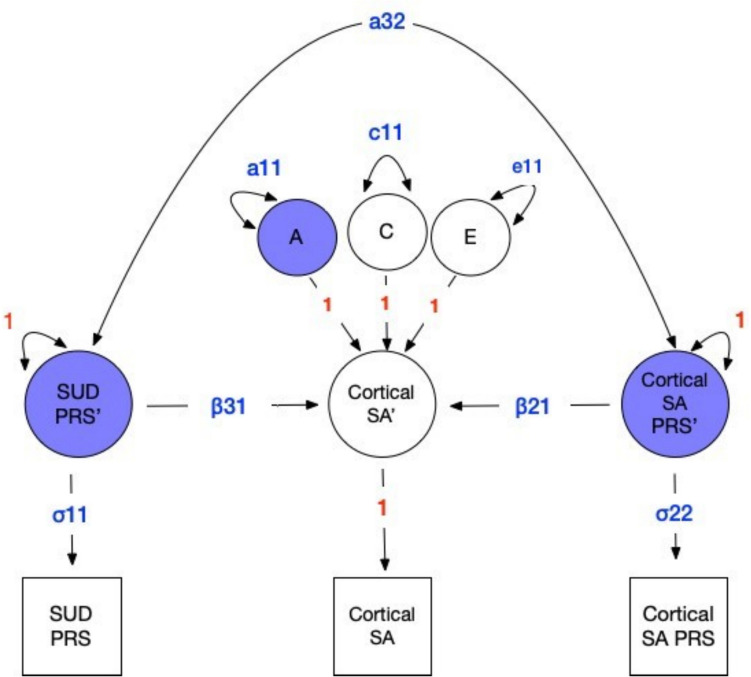 Multivariate twin model incorporating polygenic risk scores (PRSs) for brain structure and substance use