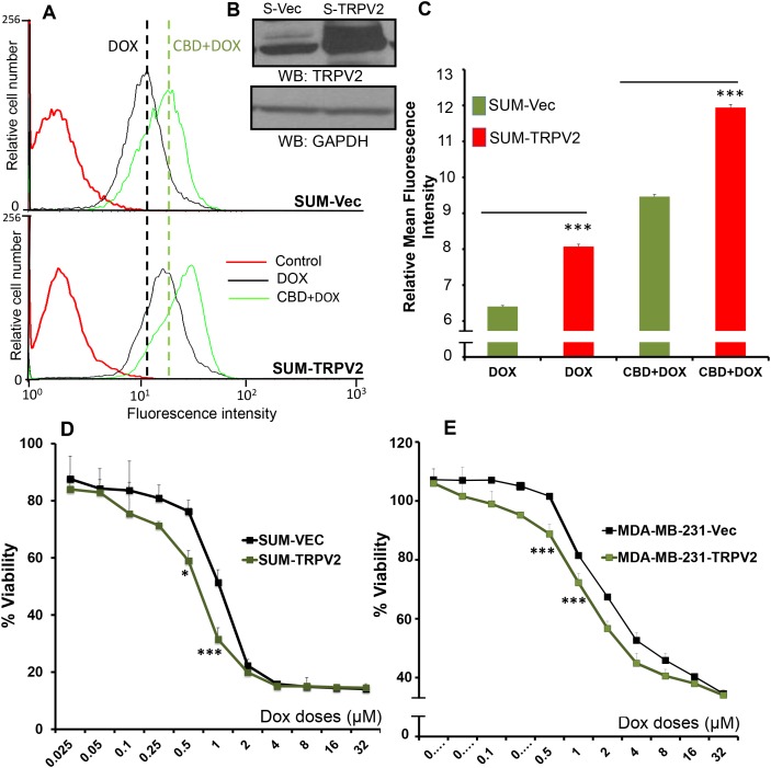 TRPV2 Overexpression enhances uptake of doxorubicin in SUM159 cellsA. SUM159 cells were transfected with empty vector (SUM-Vec) or with full-length TRPV2 plasmid (SUM-TRPV2) and these cells were treated 0.5μM DOX for 30 min with or without CBD for 2 hours. Cells were collected for FACS analysis to detect DOX positive cells. B. Western blot image showing TRPV2 expression in empty vector transfected SUM159 cells (S-Vec) and TRPV2 overexpressing SUM159 cells (S-TRPV2). C. Quantification of FACS data for DOX uptake in SUM-Vec and SUM-TRPV2 cells. D. SUM-Vec or SUM-TRPV2 cells were treated with different concentration of DOX for 24 hours and subjected to MTT assay. E. MDA-MB231 cells were transfected with empty vector (MDA-MB231-Vec) or with full-length TRPV2 plasmid (MDA-MB231-TRPV2) cells and then were treated with different concentration of DOX for 24 hours and subjected to MTT assay.