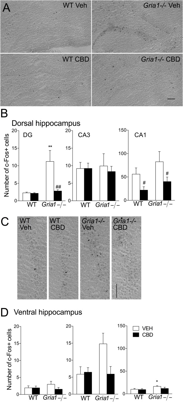 Expression of c-Fos protein in hippocampal subregions of the Gria1-/- and WT mice after a 2-h exposure to a novel environment with pre-treatment with vehicle or cannabidiol (15 mg/kg). (A) Representative images of the dorsal hippocampus. (B) Counts of c-Fos+ cells in the subregions of the dorsal hippocampus. Open bars for the vehicle- (VEH) treated and closed bars for cannabidiol- (CBD) treated groups. (C) Representative images of the ventral hippocampus. (D) Counts of c-Fos+ cells in the subregions of the ventral hippocampus. Means ± SEMs are shown for 4–6 mice per group. ∗P < 0.5, ∗∗P < 0.01 for the significances of the differences between genotypes after the same treatment, #P < 0.05, ##P < 0.01 for the difference from the vehicle within the same genotype (Bonferroni post-test). Scale bar: 100 μm.
