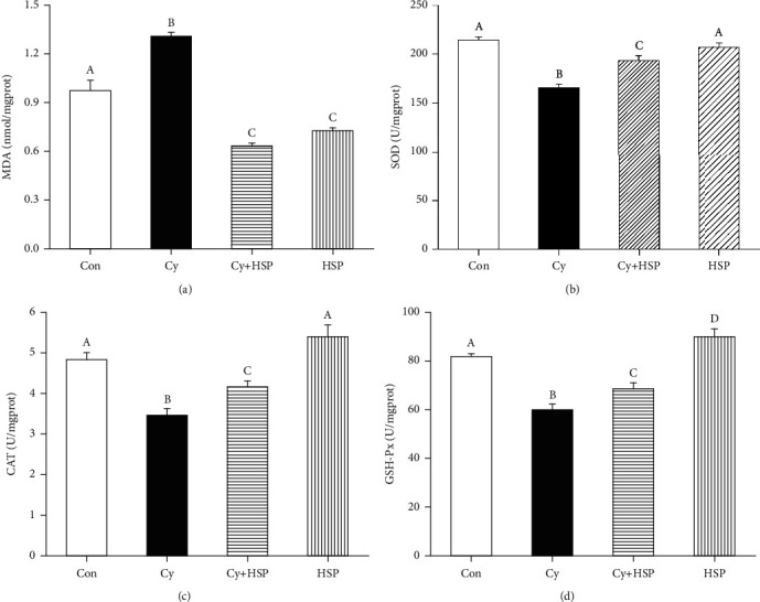 Effects of hemp seed polysaccharide on the antioxidant levels MDA (a), SOD (b), CAT (c), and GSH-Px (d) in the ileum of mice. Each bar represents mean ± SEM (n = 10). Bars with different letters (A, B, C, and D) are statistically different (p < 0.05).