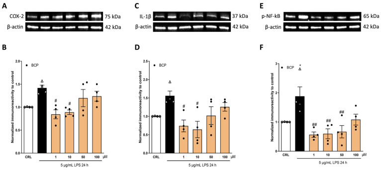 The anti-inflammatory effects of BCP on LPS-stimulated HaCaT cells. The cells were exposed to 5 µg/mL of LPS for 24 h alone or in combination with BCP and then processed using WB. Illustrative blots were created using antibodies directed against COX-2 (A), IL-1β (C), p-NF-kB (E), or β-actin. The quantitative analysis of immunoreactive bands (B,D,F) showed that the increases in the levels of pro-inflammatory proteins induced by LPS were reverted by BCP; in particular, 1 and 10 µM BCP induced a significant reduction in COX-2 (B), IL-1β (D), and p-NF-kB (F) levels, whereas 50 µM BCP induced a significant reduction in p-NF-kB (F) levels only. * p < 0.05 vs. CRL, # p < 0.05, and ## p < 0.01 vs. LPS (ANOVA + Tukey’s w-test). Δ represented LPS alone. ○ represented CRL alone.