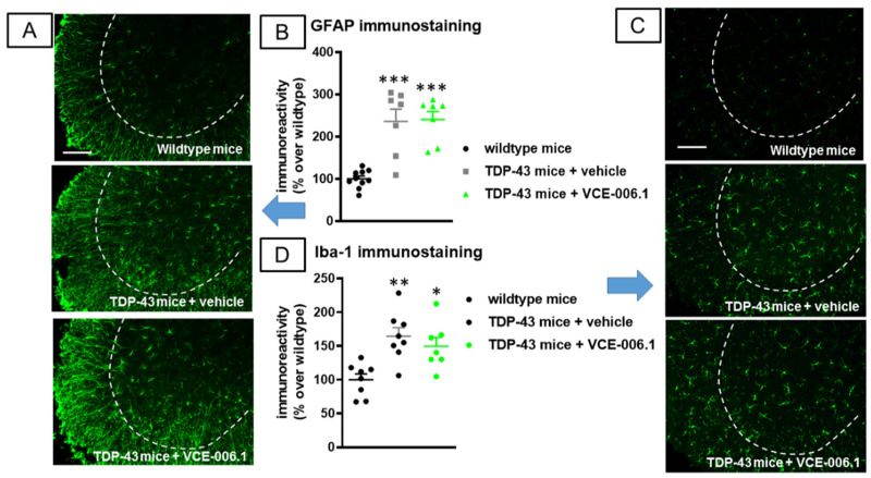 Quantification of GFAP (B) and Iba-1 (D) immunoreactivity, including representative images ((A,C), respectively; scale bar = 100 µm), in the lumbar ventral horn (marked with a dotted line) of the spinal cord in wild-type and TDP-43 transgenic mice after chronic treatment of 30 days with VCE-006.1 (20 mg/kg, daily and i.p.) or vehicle. Values are means ± SEM of more than 6 animals per group. Data were assessed by one-way ANOVA followed by the Tukey test (* p < 0.05, ** p < 0.01, *** p < 0.005 vs. wildtype mice).