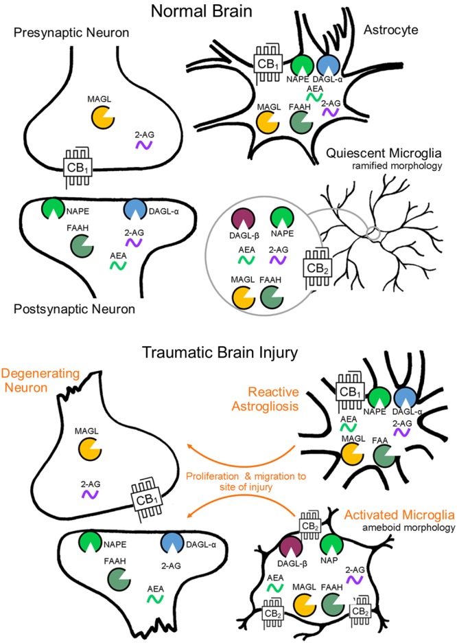 Endocannabinoid system cell localization by CNS cell type. Endocannabinoid functional specialization among CNS cell types is determined by the cellular compartmentalization of biosynthetic and catabolic enzymes (biosynthesis by NAPE and DAGL-α, -β, catabolism by FAAH and MAGL). Cellular level changes in eCB biosynthetic and catabolic enzymes as a result of brain injury have yet to be investigated, though morphological and molecular reactivity by cell type is well documented.