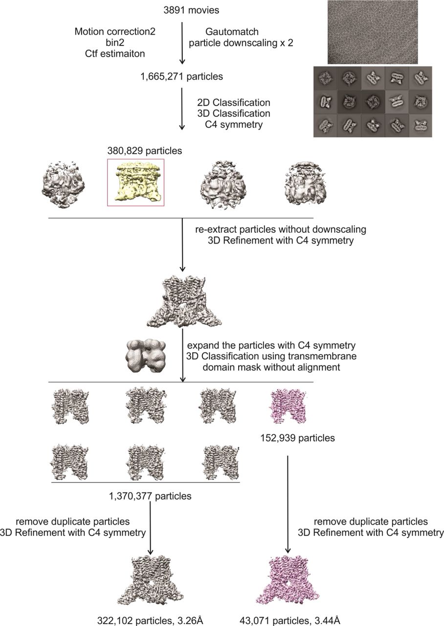 Data processing workflow for the cryo-EM structures of rTRPV2 in conformations A and B.