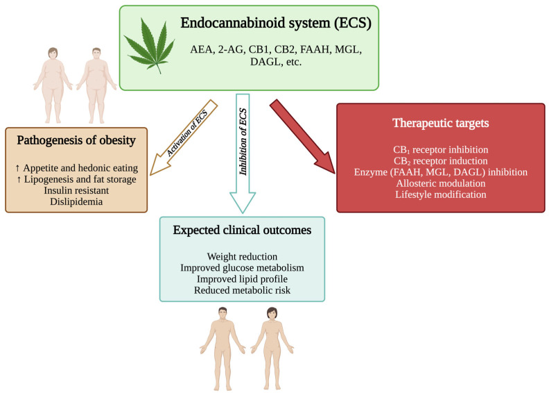 The endocannabinoid system in obesity. 2-AG, 2-arachidonoylglycerol; AEA, anandamide; CB1, cannabinoid receptor type 1; CB2, cannabinoid receptor type 2; DAGL, diacylglycerol lipase; ECS, endocannabinoid; MGL, monoacylglycerol lipase. (Figure generated using BioRender.com).