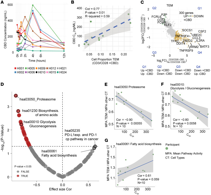 CBD concentration–dependent effects on cell proportion.In the post-CBD phase, 10 participants had overlapping sc/snRNA-Seq and pharmacokinetic data. (A) Concentration-to-time curves of CBD concentration levels (ng/mL) at time points starting on day 12: 0 hours, 0.33 hours, 0.66 hours, 1 hour, 2 hours, 4 hours, 6 hours, and 12 hours while at CBD steady state. Some inter-individual variability was observed in the pharmacokinetic profiles of participants. (B) Scatterplot shows relationships between immune cell proportions and CBD concentrations in participants. Green dots represent proportion of TEM cells versus CBD trough concentration at steady state (C0h), with Pearson’s correlation coefficient (Cor) of 77%, P value of 0.01, and R2 value of 0.59. Dashed line indicates linear regression fits, performed using Pearson’s correlation by lm method in ggplot2 (v3.5.1). (C) Gene expression in TEM cells changed across comparisons: No CD3/CD28 –CBD vs. CD3/CD28 –CBD (x axis) and CD3/CD28 +CBD vs. CD3/CD28 –CBD (y axis). Scatterplot depicts log2 fold changes (log2FC) in gene expression for TEM cells in each comparison. Each point represents a gene with statistically significant differential expression (adjusted P value < 0.05) in both comparisons. Genes exhibiting opposing directions of regulation — up in one comparison and down in the other — are highlighted (green, upregulated with CBD under stimulation; gold, downregulated with CBD under stimulation). The top 300 genes identified based on discordant regulation across CBD treatment conditions and ranked by Euclidean distance from the origin (see Supplemental Table 6) were analyzed using active-subnetwork enrichment via pathfindR. Genes with adjusted P value less than 0.05 were input into pathfindR using the BioGRID protein-protein interaction network and KEGG gene set. (D) Volcano plot showing associations between CBD trough concentration (C0h) and pathway activity in TEM cells. Each point represents a pathway, with the x axis indicating effect size (correlation coefficient) and the y axis showing statistical significance (–log10 P value). N = 10 participants. (E–G) Negative correlations were observed for KEGG hsa03050 (proteasome, 90%, P = 0.00055; Pearson’s) and hsa00010 (glycolysis/gluconeogenesis, 80%, P = 0.0058; Pearson’s), while a positive correlation was identified for hsa00061 (fatty acid biosynthesis, 61%, P = 0.059; Pearson’s). For each participant in the x axis CBD trough C0h and y axis mean pathway activity (MPA) TEM cell divided by MPA calculated for all other cell types (CT).