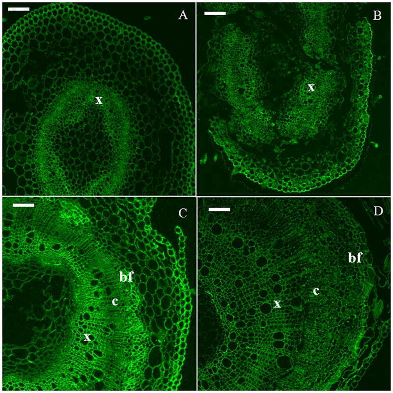 Immunodetection of the LM15 epitope specific for xyloglucan. H6 (A, top left), H9 (B, top right), H15 (C, bottom left), H20 (D, bottom right). c, cambium; bf, bast fiber; x, xylem. Scale bar: 100 μm.