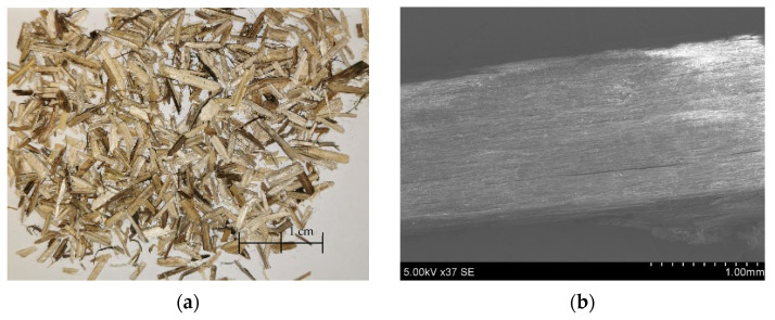 Picture of HSs from plant (a), SEM of HSs (×)37 (b).