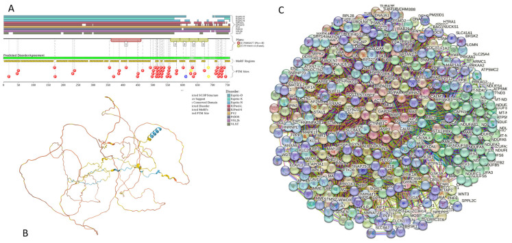 Functional disorder analysis of human MAPT (UniProt ID: P10636). (A) Functional disorder profile generated by D2P2. (B) 3D structural model generated by AlphaFold. (C) MAPT-centered PPI network generated by STRING. This network was generated using a custom confidence value of 0.500 for minimum required interaction score.