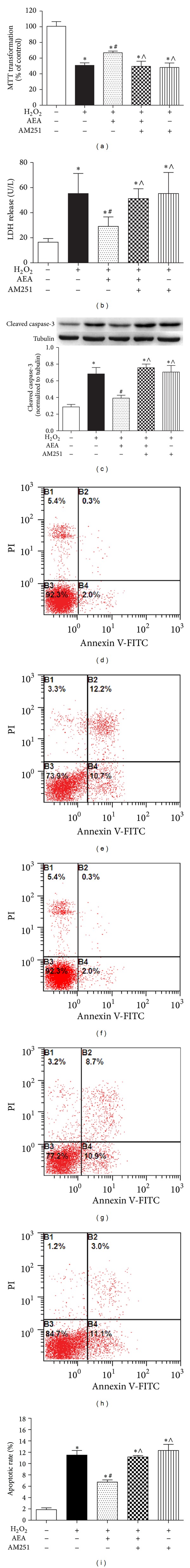 AEA protected HT22 cells exposed to H2O2 via CB1. (a) CB1 antagonist AM251 reversed AEA-induced protection on cell metabolic activity (n = 8). (b) AM251 reversed AEA-induced protection on LDH release (n = 6). (c) AM251 reversed AEA-induced reduction of cleaved caspase-3 expression (n = 4). (d)–(h) Apoptotic rates assessed by flow cytometry. (d) Control cells cultured in drug-free medium. (e) Cells exposed to 200 μM H2O2 for 3 h. (f) Cells exposed to 10 μM AEA plus 200 μM H2O2 for 3 h. (g) Cells exposed to 10 μM AEA plus 10 μM AM251 in the presence of 200 μM H2O2 for 3 h. (h) Cells exposed to CB1 antagonist AM251 of 10 μM plus 200 μM H2O2 for 3 h. (i) Statistical results of (c)–(g). Results are expressed as means ± SD (n = 4). *P < 0.05 versus the control (no H2O2, no AEA, and no AM251), # P < 0.05 versus the cells exposed to H2O2 alone, and ∧ P < 0.05 versus the cells exposed to AEA plus H2O2.