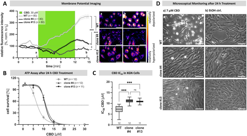 Absence of TRPV2 makes KGN cell less vulnerable to CBD-induced depolarization and cell death. A Presence of CBD (30 µM; green) strongly increased the resting membrane potential of WT cells (light gray; n = 80 cells), whereas the TRPV2-deficient clones #4 (gray; n = 40 cells) and #13 (dark gray; n = 80 cells) were significantly less sensitive to such changes (statistical comparison the end point intensities), as demonstrated by means of membrane potential imaging experiments based on emission of the voltage sensitive fluorescence dye DiBAC4(3) (mean ± SEM; mean - black line, SEM - gray dotted line). Relative fluorescence intensity over time (normalized to starting point t0), with representative live cell images of WT (top panel), and TRPV2-deficient clones #4 (middle panel) and #13 (bottom panel), respectively, displayed as pseudo-color images (black-purple – relatively hyperpolarized; yellow-white – relatively depolarized) at the start (a) and end of CBD presence within the dish (b). Scale bar 50 μm. B Consequences of application of the solvent control EtOH or different concentrations of CBD (1 µM, 5 µM, 10 µM, 15 µM and 30 µM) for 24 h on cell survival of WT cells (n = 12) and TRPV2-deficient clones #4 (n = 12) and #13 (n = 11), respectively, were assessed by ATP assays. Results are shown as interpolated dose-effect curves based on all performed experiments. C Corresponding interpolated CBD IC50 values for WT and TRPV2-deficient KGN cells revealed significantly higher concentrations needed to kill 50% of cells in absence of TRPV2. D Representative micrographs of WT (top) and TRPV2-deficient clones #4 (middle) and #13 (bottom) captured at the end of a 24 h treatment with either 7 µM CBD (a) or the solvent control EtOH (b), revealing the occurrence of cell death only in WT cells. Scale bar 100 μm