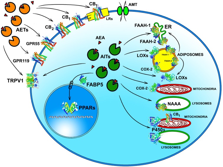 Intracellular and extracellular trafficking of AEA. See text for details. 3D structures were drawn by using the following source files: 5TGZ.pdb human (CB1); 5IRZ.pdb rattus norvegicus (TRPV1); 2I4J.pdb ppar-gamma human (PPARs); 4LKP.pdb apo human epidermal fatty acid binding protein (FABP5); 1MT5.pdb rattus norvegicus (FAAH-1); 4NRE.pdb human 15-lipoxygenase-2 (LOXs); 4RRW.pdb apo murine COX-2; 2JJN.pdb closed cytochrome P450 EriK (P450 s). Crystal structures are not yet available for CB2, GPR55 and GPR119, therefore to represent these G protein coupled receptors data of β1-adrenergic receptor (5A8E.pdb) were used. Finally, for FAAH-2 and NAAA the same 3D structure as FAAH-1 was used, in the absence of crystallographic data. All 3D structures were drawn by means of the Jsmol software, a JavaScript framework (open source) available at www.RCSB.org. Abbreviations: CB1, type-1 cannabinoid receptor; CB2, type-2 cannabinoid receptor; AEA, N-arachidonoylethanolamine (anandamide); TRPV1, transient receptor potential vanilloid-1; GPR55, G-protein coupled receptor 55; GPR119, G-protein coupled receptor 119; PPARs, peroxisome proliferator activated receptors; FAAH, fatty 523 acid amide hydrolase; NAAA, N-acylethanolamine-hydrolyzing acid amidase; COX-2, cyclooxygenase-2; LOXs, lipoxygenases; P450s, cytochrome P450 monooxygenases; AET, AEA extracellular transporter; AITs, intracellular AEA transporters; AMT, AEA membrane transporter; ER, endoplasmic reticulum; FABP5, fatty acid binding protein 5; LRs, lipid rafts.
