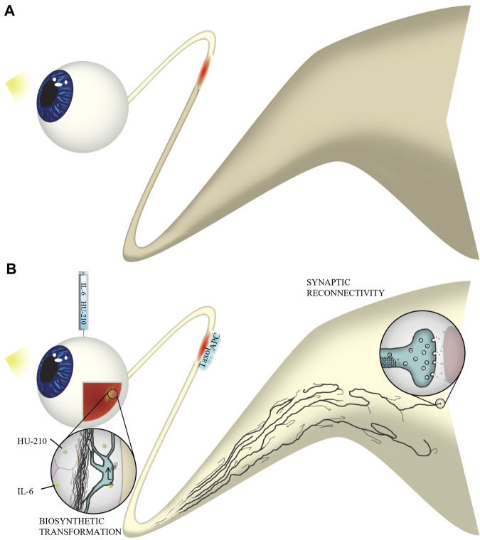 Experimental overview. (A) Without four-drug intervention, axons do not regenerate through the injured optic nerve. Natural stimulation with light does not result in visual activity in the brain. (B) Following optic nerve crush, we injected IL-6 and HU-210 into the vitreous and applied Taxol and APC in gelfoam at the injury site. IL-6 and HU-210 promoted oncogenic transformation at the cell body of retinal ganglion cells through activation of the STAT3 transcription pathway. Taxol stabilizes dynamic microtubules at the injury site, which works synergistically with APC, which clears the inhibitory environment and allows for fusion of membrane vesicles with the growth cone plasma membrane, to promote axon elongation. Axons regenerate to the optic chiasm and even make synaptic connections with the superior colliculus. Thus, natural stimulation with light results in function visual activity in our optic nerve crush model of axonal regeneration.