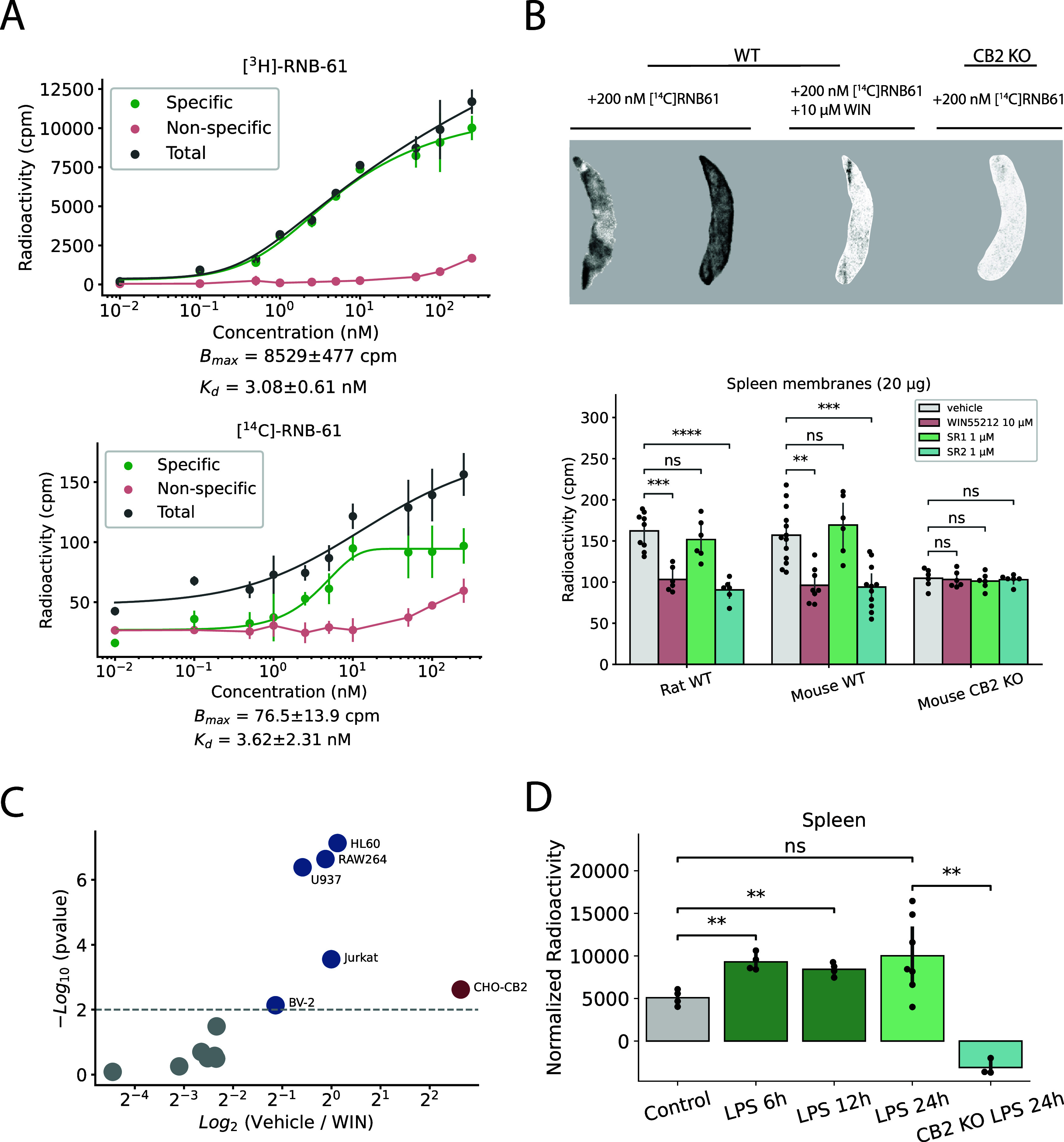 [3H]-RNB-61 and [14C]-RNB-61 to label CB2 receptors. (A) Concentration–response of membrane binding of [3H]-RNB-61 and [14C]-RNB-61 on CHO cells recombinantly expressing the human CB2R (hCB2R) (n = 4–6, Bmax = 8529 ± 477 cpm, Kd = 3.08 ± 0.61 nM for [3H]-RNB-61 and Bmax = 76.5 ± 13.9 cpm, Kd = 3.62 ± 2.31 nM for [14C]-RNB-61). The nonspecific binding was calculated by preincubating the cells with 10 μM of WIN 55,212–2. (B) The top image depicts four representative images of spleen slices incubated in 200 nM of [14C] RNB-61. Images were acquired using the Typhoon FLA 9500 imaging system. The bottom plot depicts the radioactivity of spleen membrane preparations from either wild-type (WT) rat, WT mouse, or the CB2R knockout mouse strain (n = 6–13 spleen slices of 3 animals for each condition). In the WT rat and mouse, the addition of 10 μM of the nonspecific CBR agonist WIN55,212–2 resulted in a significant reduction in the detected radioactivity in cpm (p < 0.01, p < 0.001 for WT rat and WT mouse, respectively, independent t test). The addition of 1 μM of the CB1R selective SR1 did not result in a significant difference, whereas the addition of 1 μM of the CB2R selective SR2 significantly reduced radioactivity (p < 0.001, p < 0.0001 for WT rat and WT mouse, respectively, independent t test). No difference in radioactivity was observed for the CB2R KO mice in any condition. (C) 17 different cell lines (CHO cells, immune cells, neuronal cells, miscellaneous cells) were incubated with 1 nM of [3H]-RNB-61 and either vehicle or 1 μM of WIN55,212–2. The volcano plot depicts the difference between the vehicle and the WIN-treated cells on the x axis and the negative logarithm of the p-value on the y-axis. Only the hCB2 overexpressing CHO cells and immune cells were statistically significant in CB2R-specific labeling (p < 0.01). No significant labeling was detected in any of the neuronal cell lines (SHSY5Y, Neuro2a, NT18G2). (D) CB2R expression measured in cpm in ex vivo spleen slices from mice challenged with LPS detected with the administration of 200 nM [14C]RNB-61. The bar chart depicts the specific signal, which was attained by subtracting the nonspecific signal (10 μM of WIN-55,212 co- incubation). LPS induced a statistically significant increase in CB2R expression at various time points (6–24h), which was completely absent in the CB2R KO mice.