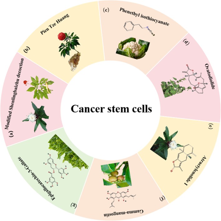 Herbal medicine treats CRC by regulating cancer stem cells. (a) Panax ginseng C. A. Mey., Atractylodes macrocephala Koidz. (b) Panax notoginseng (Burkill) F. H. Chen ex C. H. Chow. (c) Brassica oleracea var. botrytis Linnaeus. (d) Anisomeles indica (L.) O.Ktze. (e) Atractylodes macrocephala Koidz. (f) Garcinia mangostana L. (g) Green Tea polyphenols.