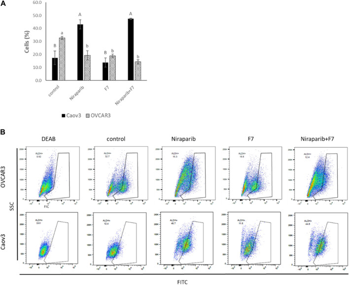 Percentage of ALDH + cells out of total live cells (A) in Caov3 and OVCAR3 cell lines following treatments with niraparib (5.1 and 25 μg/mL, respectively), F7 (17 and 24.5 μg/mL, respectively) and niraparib + F7 (5.1 + 17 μg/mL and 25 + 24.5 μg/mL, respectively) for 48 h of incubation. Doses of treatment are based on (Shalev et al., 2022). Control is vehicle control (0.25% DMSO+0.85% methanol v/v for Caov3 and 1.25% DMSO+1.23% methanol v/v for OVCAR3). ALDH activity was determined using Aldefluor assay kit. The treated cells were harvested and analyzed in FACS. Fluorescence channel at 488 nm vs. SSC dot plot was created, while DEAB control was used for gating. Error bars indicate ± standard error (n = 3). One-way ANOVA was performed and means without a common letter denote expression levels that are significantly different by the Tukey-Kramer honest significant difference (HSD; p ≤ 0.05). Representative flow cytometry dot plots of Caov3 and OVCAR3 cells for FITC (B). Data analysis was preformed using FlowJo software (FlowJo, V 10.8.1, BD Biosciences, CA, United States).