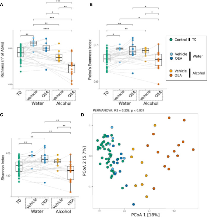 Bacterial community response [α-diversity: (A–C); β-diversity: (D)] to alcohol binge drinking and oleoylethanolamide (OEA) treatment. (A) Richness (number of different ASVs), (B) Pielou’s evenness index (equitability of the distribution of relative abundances among ASVs), and (C) Shannon index (diversity of the community) as measures of α-diversity. Differences between groups were tested by Wilcoxon rank-sum test and reported as notation on the plot (*p-value < 0.05; **p-value < 0.01, ***p-value < 0.001, ****p-value < 0.0001). Dotted lines connect the data from the same animal at the two time points for each treatment. (D) β-Diversity analysis with PCoA ordination among all samples, using the Bray–Curtis distance measure. Notation above the plots reports the result of the PERMANOVA test. T0 group, n = 40; water + vehicle group, n = 6; water + OEA group, n = 11; alcohol + vehicle group, n = 8; alcohol + OEA group, n = 14. Notation above the plots reports the result of the PERMANOVA test. Dotted lines connect the data from the same animal at the two time points for each treatment.