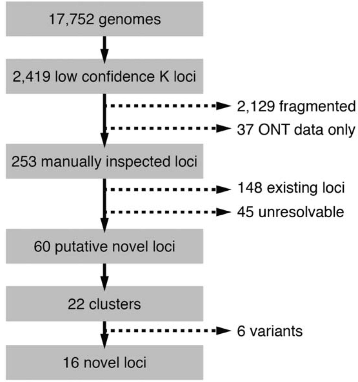 Process of identification of novel K loci from 17,752 K. pneumoniae species complex genomes.Candidate genomes were identified as those with Kaptive K locus confidence calls ‘Low’ or ‘None,’ and were iteratively filtered to remove; i) fragmented or low quality locus sequences including 37 assembled using only Oxford Nanopore Technologies (ONT) data; ii) true matches to existing K loci; iii) insertion sequence and/or deletion variants of existing loci or other putative novel loci (see Methods for full details).