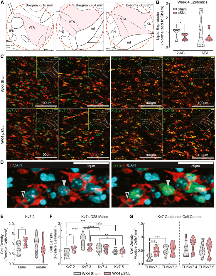 Convergent molecular pathologies in the VTA at week 4: 2-AG depletion and Kv7 channel remodeling(A) Schematic of midbrain coronal brain sections adapted from “The Mouse Brain in Stereotaxic Coordinates” (Franklin & Paxinos, 2007, 3rd edition),59 illustrating VTA regions evaluated by IHC (shaded) and approximate tissue punch size in proteomic and lipidomic studies (1 mm, dashed red circles).Mechanism 1: failure of endocannabinoid signaling.(B) VTA levels of 2-AG and AEA in male mice at week 4 (WK4). pSNL mice exhibited significantly lower 2-AG (Mann-Whitney U, ∗p = 0.0346), while AEA concentrations remained unchanged (Mann-Whitney U, p = 0.6181). Samples were run in triplicate. Sample sizes: n = pooled biological replicates; n = 4/group (pooled samples; 5 bilateral punches/sample: n = 4/group).Mechanism 2: remodeling of Kv7 channels.(C and D) Confocal photomicrographs of the VTA showing co-localization of TH (red) with Kv7.2–7.5 (green). Single-channel and overlay images illustrate subunit-specific expression patterns. In (D), co-expression (TH+/Kv7.2+) differentiates between cells expressing both markers versus those expressing only one (TH+/Kv7.2). Scale bars represent 100 μm (C) and 25 μm (D).(E) Sex-specific remodeling of Kv7.2 expression at WK4. Violin plots illustrate differences in Kv7.2 protein expression across sex and surgical groups in the VTA at WK4 post-surgery. A 2-way ANOVA revealed a significant sex × surgery interaction (F [1,40] = 4.134, ∗p = 0.0487). A Fisher’s LSD post-hoc demonstrated that Kv7.2 expression was significantly elevated exclusively in male pSNL mice compared to male sham controls (∗p = 0.0331), a remodeling effect that was absent in the female cohort. Sample sizes: n = VTA slices from 2–3 animals/group; sham male, n = 11, sham female, n = 9; pSNL male, n = 15, pSNL female, n = 9.(F) Kv7.2–7.5 subunit expression in male mice at WK4; 2-way ME ANOVA interaction (F [3,78] = 12.11, ∗∗∗∗p < 0.0001). Tukey’s post-hoc analysis revealed increased Kv7.2 (∗∗p = 0.0012) and decreased Kv7.3 (∗∗∗∗p < 0.0001) following pSNL. In male sham controls, Kv7.2 expression was significantly lower than those of Kv7.3 (∗∗∗∗p < 0.0001) and Kv7.4 (∗∗∗p = 0.0003). Sample sizes: n = VTA slices from 2–3 male mice/group; sham: Kv7.2, n = 11; Kv7.3, n = 13; Kv7.4, n = 15; Kv7.5, n = 15; pSNL: Kv7.2, n = 15; Kv7.3, n = 13; Kv7.4, n = 18; Kv7.5, n = 17.(G) Quantification of TH+/Kv7 co-labeled VTA cell densities. Quantification of co-localization between TH+ and Kv7.2–7.5 subunits. A 2W ME ANOVA revealed a significant surgery × subunit interaction (F [1,18] = 6.909, ∗p = 0.0170). Fisher’s LSD post-hoc analysis identified a significant increase in TH+/Kv7.2 co-localization (∗∗∗p = 0.0004), while TH+/Kv7.3 remained unchanged (p = 0.4830). Separate analyses of TH+/Kv7.4 and TH+/Kv7.5 showed no significant changes following pSNL (t(31) = 1.345, p = 0.1882 and t(30) = 0.6262, p = 0.5359, respectively). Sample sizes: n = VTA slices from 2–3 animals/group; sham: Kv7.2, n = 11; Kv7.3, n = 13; Kv7.4, n = 15; Kv7.5, n = 15; pSNL: Kv7.2, n = 15; Kv7.3, n = 13; Kv7.4, n = 18; Kv7.5, n = 17. Violin plots indicate medians (solid lines) and quartiles (dashed lines).See also Figures S4 and S5.