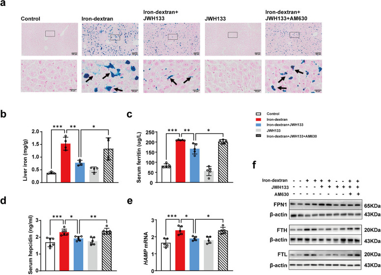 Pharmacological CB2R activation limits hepatic iron accumulation by modulating the hepcidin-FPN1 axis. a Representative Prussian blue staining of liver sections from pharmacological treatment groups (black arrows indicate positive blue iron deposits; scale bars = 100 and 20 µm). b Liver iron concentrations quantified using a ferrozine-based assay (n = 4). c Serum ferritin levels determined using ELISA (n = 5). d Serum hepcidin levels using ELISA (n = 6). e Hepatic HAMP mRNA expression determined by qRT-PCR (n = 5). f Representative Western blots of iron-related proteins FPN1, FTH, and FTL in the liver across different treatment groups, with β-actin as the loading control. *P < 0.05, **P < 0.01, ***P < 0.001. Data are presented as the mean ± SD for each group. Individual data points are displayed as dots