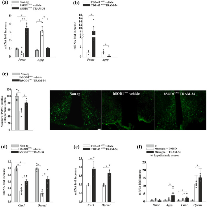 KCa3.1 inhibition changes the expression of genes related to melanocortin signalling in hSOD1G93A and TDP‐43A315T mice. (a) RT‐PCR of Pomc and Agrp expression in the hypothalamus of non‐tg and hSOD1G93A mice (16 weeks) treated with vehicle or TRAM‐34 (non‐tg, n = 5; hSOD1G93A vehicle, n = 6; and hSOD1G93A TRAM‐34, n = 5 mice). Data are the mean ± SEM. * P < 0.05 one‐way ANOVA. (b) RT‐PCR of Pomc and Agrp expression in the hypothalamus of TDP‐43A315T mice (9 weeks) treated with vehicle or TRAM‐34 (vehicle, n = 5; TRAM‐34, n = 5 mice). Data are the mean ± SEM. * P < 0.05 versus vehicle Student's t‐test. (c) Quantification of POMC neurons in the hypothalamic arcuate nucleus (ARC) area of non‐tg and hSOD1G93A mice (16 weeks) treated with vehicle or TRAM‐34 (n = 5 mice). Data are the mean ± SEM. * P < 0.05, one‐way ANOVA. Representative immunofluorescence images are shown on the right (scale bar = 20 μm). (d) RT‐PCR analysis of hypothalamic Cnr1 and Oprm1, in non‐tg and hSOD1G93A mice (16 weeks) treated with vehicle or TRAM‐34 (n = 5). Data are the mean ± SEM. * P < 0.05, one‐way ANOVA. (e) RT‐PCR analysis of hypothalamic Cnr1 and Oprm1, in TDP‐43A315T mice (9 weeks) treated with vehicle or TRAM‐34 (n = 5). Data are the mean ± SEM. * P < 0.05 versus vehicle Student's t‐test. (f) RT‐PCR analysis of hypothalamic neuropeptides in wt hypothalamic neurons (neurons alone, C) or co‐cultured for 24 h with primary microglia in the presence of vehicle (DMSO) or TRAM‐34 (2.5 μM) (n = 3 in triplicate). Data are the mean ± SEM. * P < 0.05, one‐way ANOVA