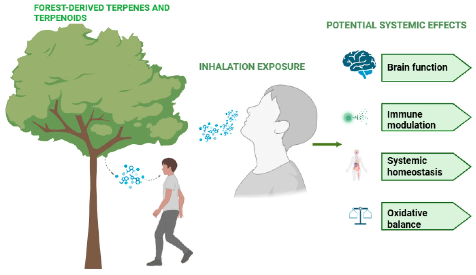 Conceptual overview of environmental exposure to forest-derived terpenes and terpenoids and their potential systemic effects on stress-responsive physiological systems. Terpenes and terpenoids constitute the major biogenic volatile compounds in forest aerosols. Upon inhalation via the respiratory tract, they may modulate nervous, immune, and systemic pathways that contribute to stress regulation, inflammatory responses, oxidative balance, and the maintenance of homeostasis.
