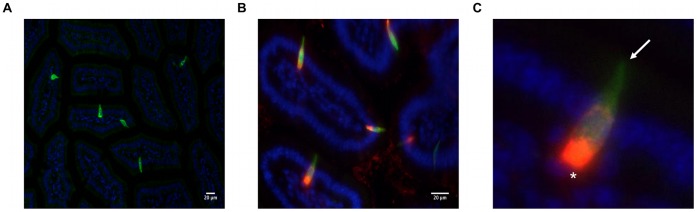 eGFP expressing cells are strongly immunopositive for CCK.Representive images of transverse sections of duodenum from CCK-eGFP mice. A: eGFP-tagged cells (green) were flask-shaped with a diffuse distribution, characteristic of ‘open-type’ enteroendocrine cell. B: Immunostaining with anti-CCK antibody (red) showed colocalization of CCK and eGFP in ∼ 90% of eGFP-labelled cells. C: High magnification micrograph (2.5X digital zoom) revealed I-cells had a narrow apical membrane (arrow) that was in contact with gut lumen and a broad basolateral membrane (asterisk) with adjacent strong CCK staining. In all images, nuclei were counter-stained with Hoechst 33342 (blue).