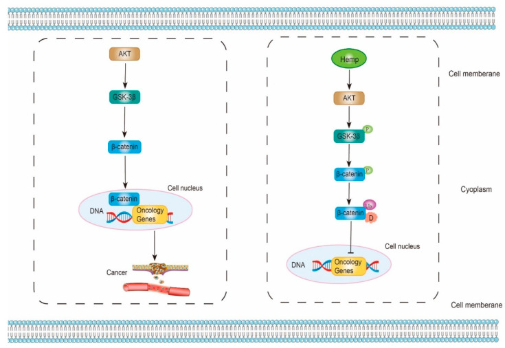 The mechanism of antioxidant and anti-cancer properties of hemp bioactive peptides on Akt/GSK-3β/β-catenin signaling pathway. Akt, protein kinase B; GSK-3β, glycogen synthase kinase-3β; P, phosphorylation; Ub, ubiquitination; D, degradation; represents promote or active; represents inhibit or inactive.