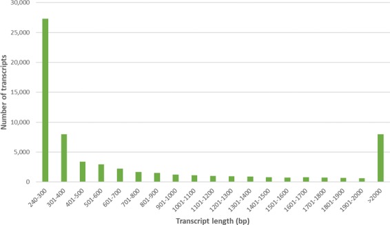 Distribution of the contig and scaffold length from Cannbio transcriptome assembly.