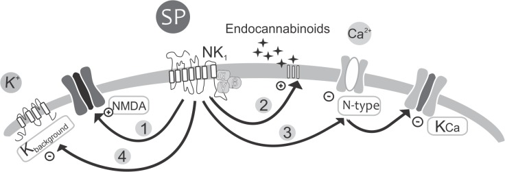 Substance P activation of NK1 receptors modulates several signaling pathways.1. Endogenous release of substance P, activates NK1 receptors which via Protein kinase C (PKC) potentiate NMDA receptors (Parker and Grillner 1999). Substance P increases the frequency of the NMDA-induce oscillations in the presence of TTX, an effect that likely contributes to the substance P increase of the locomotor frequency. 2. Endocannabinoids: In response to NK1 activation by substance P, endocannabinoids can either be synthesized from DAG or released by Ca2+ from internal stores. The released endocannabinoids act as retrograde messengers to depress inhibitory synaptic transmission via presynaptic receptors (CB1), thereby reducing glycinergic inhibition. 3. KCa: Substance P application causes a reduction in calcium currents in motoneurons and commissural interneurons, primarily by inhibiting N-type (Cav2.2) Ca2+ channels, which in turn will affect the activation of Ca2+ dependent channels KCa. 4. Kbackground: Inhibition of background channels by substance P induces membrane depolarization, increased membrane resistance and consequently increases the firing rate, which could have great impact at the cellular level as well as during fictive locomotion.
