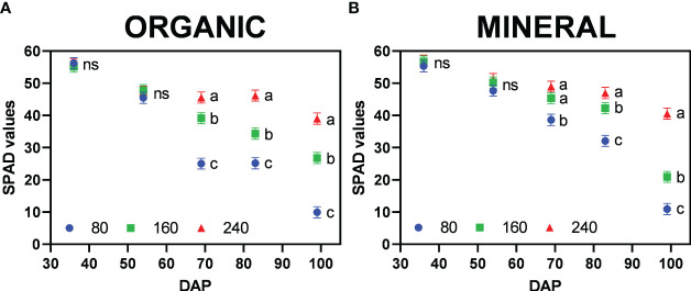 Mean SPAD values per plant (±standard error) for the fertilizer concentration treatments (80, 160 and 240 mg N L−1) for (A) organic and (B) mineral fertilizer type at different harvest dates (Days after planting, DAP). Symbols represent fertilizer concentrations: dots = 80, squares = 160, and triangles = 240. For each fertilizer type and harvest date, means with different letters are significantly different from each other according to Fisher’s LSD test with α=0.05. Values with (ns) are not significantly different from each other according to global F-test.