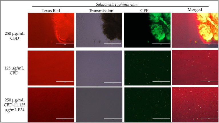 Immunofluorescence analysis of S. Typhimurium (ST) at high concentrations of CBD extract (250 μg/ml, 125 μg/ml, and 250 μg/ml + 11.125 μg/ml E34 TSP) treatment. As shown in all panels, treatment at higher concentrations killed the S. Typhimurium. However, bacteria seemed to cluster together into biofilms enhancing their ability to survive (See top panel).