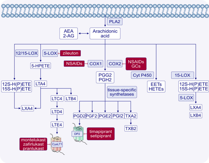 Eicosanoid biosynthesis and signaling pathways are therapeutic targets of medications used in the treatment of infections, acute and chronic inflammatory diseases (including asthma and allergy) and pain. Glucocorticosteroids (GCs), non‐steroidal anti‐inflammatory drugs (NSAIDs), leukotriene receptor antagonists (LTRAs, e.g., montelukast, zafirlukast, pranlukast), 5‐lipoxygenase (5‐LOX) inhibitor, zileuton, as well as still clinically tested, timapiprant and setitpiprant act directly on the synthesis of eicosanoid mediators or their signaling molecules and receptors. Biosynthesis of endocannabinoids (2‐AG, AEA) interfere with eicosanoids metabolic pathways. 2‐AG—2‐Arachidonoyl‐glycerol (endocannabinoid); AEA—arachidonyl‐ethanolamide (endocannabinoid); COX—cyclooxygenase; Cyt—cytochrome; EET—epoxyeicosatrienoic acid; GC—glucocorticoids; HETE—hydroxyeicosatetraenoic acid; HPETE—hydroperoxyeicosatetraenoic acid; LOX—lipoxygenase; LTE4—leukotriene; LTRA—leukotriene receptor antagonists; LX—lipoxin; PLA—phospholipase; PG—prostaglandin; and TX—thromboxane
