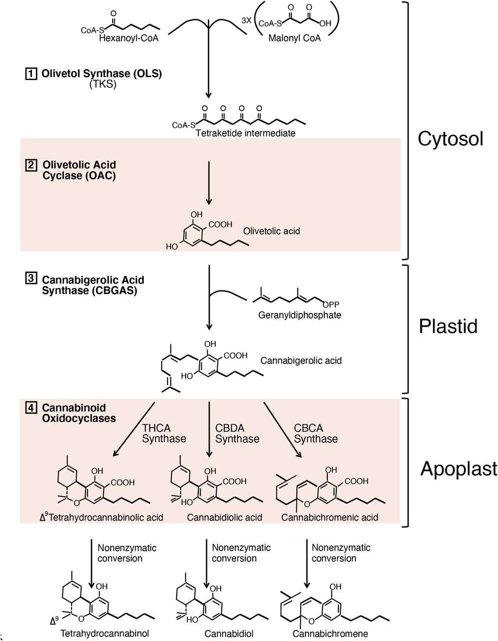 Biochemical Pathway.Last four steps of the biochemical pathway responsible for production of cannabinoids THCA and CBDA. Each step of the pathway has its proposed location in the cell. Figure modified from (Page and Stout 2017; Vergara et al. 2019; Gülck and Møller 2020).