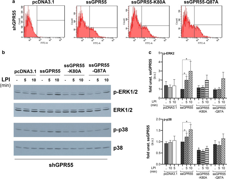 ssGPR55-K80A and ssGPR55-Q87A mutants have impaired LPI-induced stimulation of MAPKs. a FACS analysis with an anti-HA antibody of shGPR55-HeLa clones transfected with equal amounts (2.5 µg/well, in six-well-plates) of empty vector (pcDNA3.1), or of vector coding for ssGPR55 wild-type (ssGPR55) or the mutants (as indicated). The median fluorescence intensities and (% coefficient of variation) for these gated GPR55-transfected cells were: 1134 (132.5) for ssGPR55; 1286 (139.8) for ssGPR55-K80A; 1164 (134.8) for ssGPR55-Q87A. b Twenty-four hours after transfection, shGPR55-HeLa clones were serum deprived for 2 h, then stimulated with 10 µM 18:0 LPI for the indicated times. Western blotting of phosphorylated (p-ERK1/2, p-p38) and total ERK1/2 and p38 are shown from a representative experiment. c Densitometric analysis by arbitrary units (a.u.) of ERK2 (top) and p38 (bottom) phosphorylation levels, normalised for the correspondent protein levels. Data are expressed as fold of unstimulated ssGPR55-overexpressing cells (unst. ssGPR55), and are means ± SE of three independent experiments. *p < 0.05, (Student’s t-tests) versus corresponding unstimulated cells