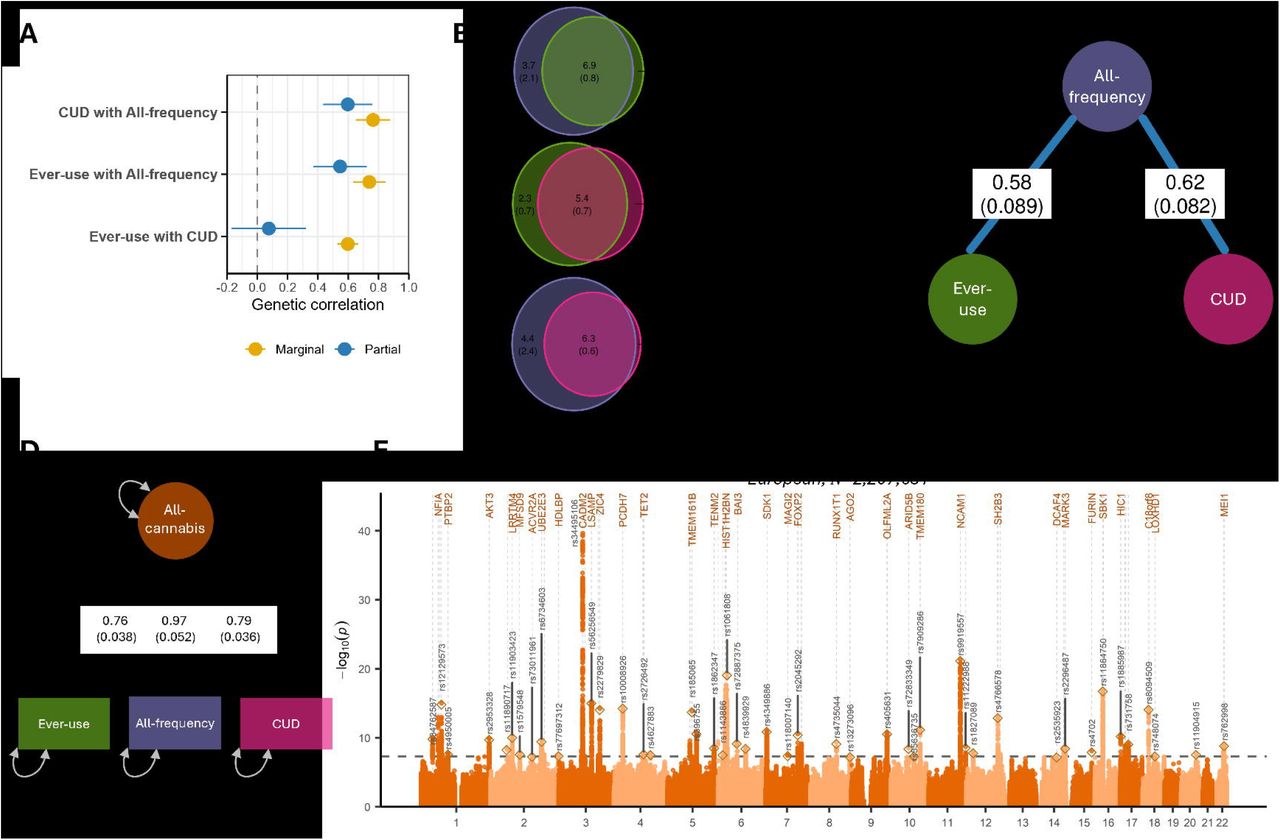 Common genetic liability to cannabis use behavior. A) Bivariate genetic correlations (yellow) as estimated with LD Score Regression, and partial genetic correlations (blue) estimated with Genomic Network Analysis. Error bars are 95% confidence intervals. Full results are in Table S14. B) Polygenic overlap as estimated with MiXeR; the number of causal variants that are unique or shared between traits. Numbers represent thousands of variants (SE). C) Results from a sparse network model estimated with Genomic Network Analysis, with edges representing the partial genetic correlations between traits (with the non-significant edge between ever-use and CUD pruned from the network). D) Path diagram of common factor model estimated with Genomic structural equation modelling. E) Manhattan plot of SNP effects from the multivariate GWAS of the All-cannabis latent factor.