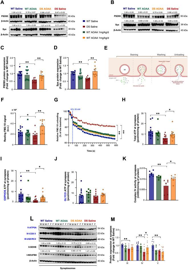 Pharmacological inhibition of CBS with AOAA rescues the impaired complex IV activity and complex IV expression in the synapses of the Dp(17)3Yey/ + mice and normalizes local ATP production, synaptic vesicle recycling, and the expression of major synaptic markers. Immunoblots for the expression of post-synaptic density protein of 95 kDa (PSD95) and synaptophysin (Sys) in whole-brain homogenates from A female and B male mice together with C, D densitometric analysis for each marker. E Illustration of the protocol for vesicle recycling by isolated synaptosomes using the fluorescent styryl dye FM2-10. F Resting fluorescent signal was monitored in single endpoint measurements to evaluate stimulated endocytosis and recruitment of synaptic vesicles (SVs) locally at synapses. Subsequently, G a second extracellular KCl treatment was employed to induce global depolarization and thus the release of the dye from the synaptic vesicles along with neurotransmitters. The fluorescent signal was subsequently monitored every second for a total time of 600 s, and the observed decay of the signal reflected the capacity of synapses to respond to the stimulus and engage exocytosis locally, indicative of their functionality. Quantification of H ATP production and I OXPHOS- and J glycolysis-derived ATP in isolated synaptosomes. Synaptosome preparations were further processed for enzymatic quantification of K the complex IV activity and densitometric quantification of L the protein expression level of OXPHOS complexes. β-actin served as the loading control in all densitometric analyses. M The bar graph of the OXPHOS densitometry displayed the complexes where statistically significant differences were observed. Each bar represents the mean ± SEM of animals per group (N = 10 for densitometry; N = 11 for FM2-10 fluorescent signal kinetics; N = 12 for extracellular flux analysis; N = 6 for complex IV activity); each dot represents one animal; *p ≤ 0.05 and **p ≤ 0.01