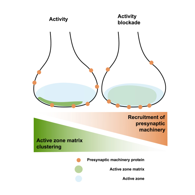 Scientific figure