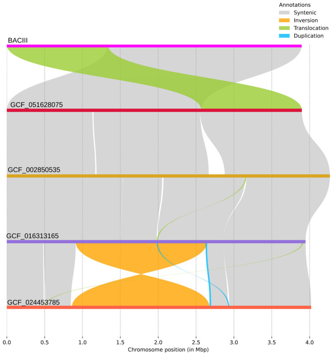 Synteny analysis among the five analyzed genomes, including Bacillus siamensis BACIII and related Bacillus siamensis strains. Whole-genome alignments were generated using the program syri, and the results were rendered using plotsr. The genome accessions are displayed at the left, with conserved regions (synteny) shown in gray, indicating high collinearity across genomes. Other types of structural variations are coloring according to the top-right legend. GCF_051628075: Bacillus siamensis M54 (reference genome); GCF_016313165: Bacillus siamensis B28; GCF_002850535: Bacillus siamensis SCSIO 05746; GCF_024453785: Bacillus siamensis WYJ-E14.