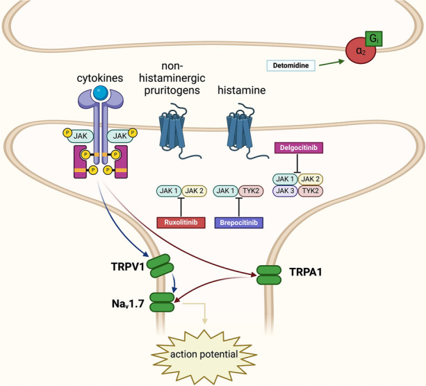 Overview of the JAK/STAT pathway’s role in generating action potentials after binding of cytokines and the mechanism of action of topical JAK inhibitors. Detomidine activates skin nociceptor α2-adrenergic receptors, reducing itch signaling (Created with BioRender.com). JAK janus kinase, TRPV1 transient receptor potential vanilloid subfamily V member 1, TRPA1 transient receptor potential ankyrin 1