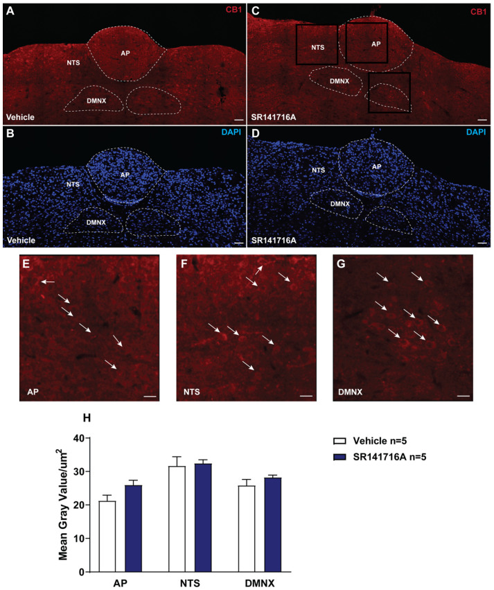 Immunoreactivity of CB1 receptors in the dorsal vagal complex (DVC) of the least shrew brainstem. Coronal sections (20 µm) through the DVC were processed for CB1 immunofluorescence 30 min after vehicle or SR141716A (20 mg/kg, i.p.). Dashed lines delineate the area postrema (AP), nucleus tractus solitarius (NTS), and dorsal motor nucleus of the vagus (DMNX)—the emetic nuclei analyzed. (A,B) vehicle: CB1 channel (A, red) and DAPI counterstain (B, blue). (C,D) SR141716A: CB1 channel (C, red; boxed regions indicate sites sampled at higher magnification) and DAPI (D, blue). CB1 immunoreactivity is most prominent in the dorsomedial NTS and DMNX, with lower signal in adjacent NTS subnuclei and AP; SR141716A did not alter this distribution relative to vehicle. (E–G) high-magnification insets from the boxed regions in panel C showing AP (E), NTS (F), and DMNX (G); arrows indicate representative CB1-positive neuronal profiles/neuropil. (H) quantification of CB1 signal (mean gray value per µm2) within predefined ROIs shows no significant difference between groups (vehicle n = 5, SR141716A n = 5; unpaired t-tests). All images were acquired with identical laser power/gain and processed in parallel. Scale bars: (A–D) 50 µm; (E–G) 20 µm.