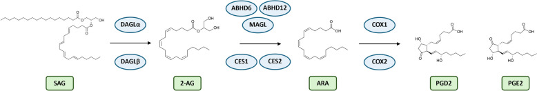 Schematic representation of the 2-AG-ARA-PGs axis. Abbreviations: 2-AG, 2-arachidonoylglycerol; ABHD6, alpha/beta-hydrolase domain-containing protein 6; ABHD12, alpha/beta-hydrolase domain-containing protein 12; ARA, arachidonic acid; CES1, carboxylesterase 1; CES2, carboxylesterase 2; COX1, Cyclooxygenase 1 COX2, Cyclooxygenase 2; DAGL α, Diacylglycerol lipase α; DAGL β, Diacylglycerol lipase β; MAGL, monoacylglycerol lipase; PGD2, prostaglandin D2; PGE2, prostaglandin E2; SAG, 1-stearoyl-2-arachidonoyl-sn-glycerol