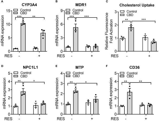 The impacts of CBD exposure on cholesterol uptake by human intestinal LS180 cells. Human LS180 cells were treated with vehicle control or 10 µM of CBD in the presence/absence of PXR antagonist RES (50 µM) in serum-free culture media for 24 hours. (A, B) Intestinal expression of PXR target genes was measured by QPCR (n=3, two-way ANOVA, Bonferroni multiple comparisons test for multiple comparisons, *P<0.05, **P<0.01 and ***P<0.001). (C) GFP-tagged cholesterol was used to cotreat the cells for 24 hours. The degree of cholesterol uptake was quantified at Ex/Em = 485/535 nm. The result was displayed as the fold activation of relative fluorescence units compared to DMSO vehicle (n=3, two-way ANOVA, Bonferroni multiple comparisons test for multiple comparisons, **P<0.01 and ***P<0.001). (D-F) The gene expression of key intestinal cholesterol transporters was analyzed by QPCR (n=3, two-way ANOVA, Bonferroni multiple comparisons test for multiple comparisons, *P<0.05 and **P<0.01). Error bars represent ± SEM.